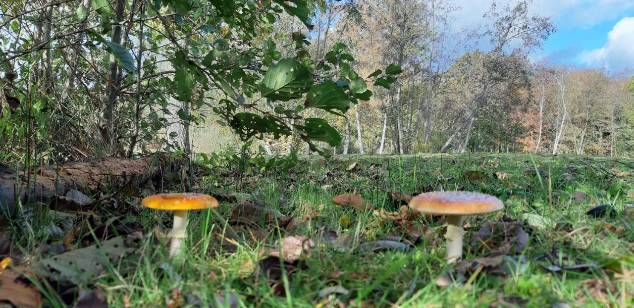 Zonnige Vrijstaande Bungalow In Prachtige Omgeving! Rekem 외부 사진